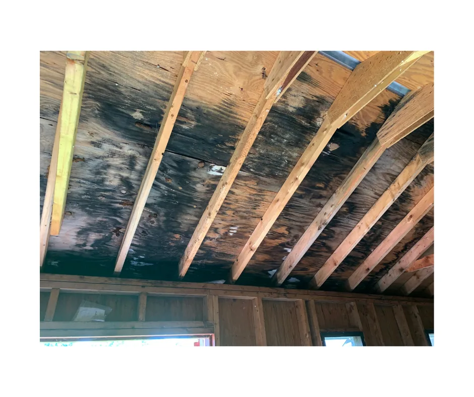 Mold Remediation, Nassau County