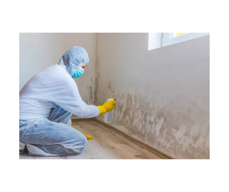 Mold Remediation project photo, Nassau County