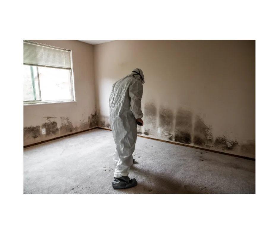 Mold Remediation project photo, Mill Neck